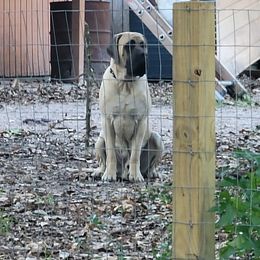 Mastiff All Grown Up from Southern Star English Mastiffs