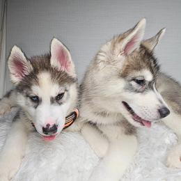 Siberian Husky Puppies from Springfield Huskies