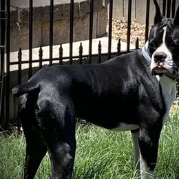 Milo - Boxer