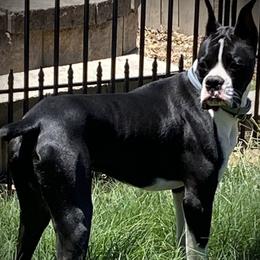 Milo - Boxer