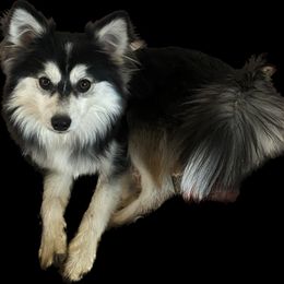Harper - Pomsky