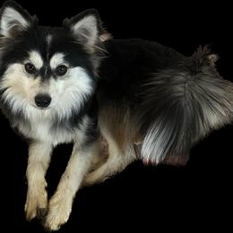Harper - Pomsky