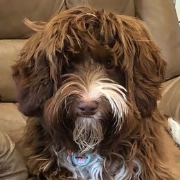 Phoebe - Australian Labradoodle