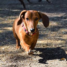 Dachshunds from Bulldach Kennels AZ