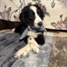 Girl 3 - Black and white female Aussiedoodle puppy in Vinemont, Alabama from Puppy Pals
