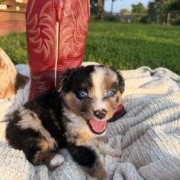Bear - Blue merle male Miniature Australian Shepherd puppy in Mill Spring, North Carolina from Adair Acres Aussies