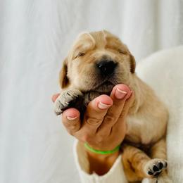 Golden Retrievers from Golden Dreams Goldens