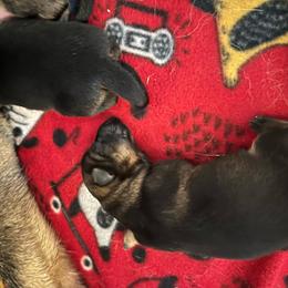 Lady Liberty - Sable female German Shepherd puppy in Winters, California from Vom Haefner German Shepherds