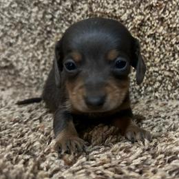 Spur - Gray (blue) and cream male Dachshund puppy in Copperhill, Tennessee from Tuff Country Farm