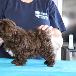 Russian Tsvetnaya Bolonka and Shih Tzu Puppies from Pink Lotus Kennels