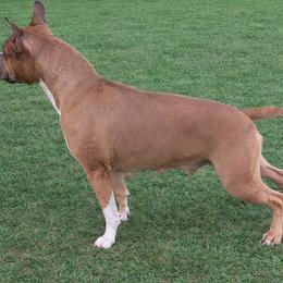Jolene - American Staffordshire Terrier