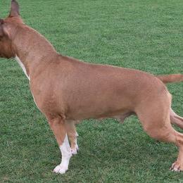 Jolene - American Staffordshire Terrier