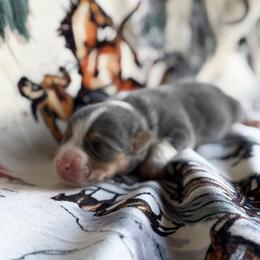Girl 1 - female Pembroke Welsh Corgi puppy in Hillsville, Virginia from Bonderosa Kennels