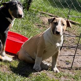 Cumulus - Fawn smut and white male Bull Terrier puppy in Sprauge, Washington from Mark My Words Bull Terriers