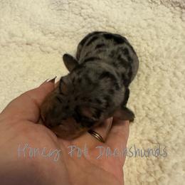 Harper - Dapple female Dachshund puppy in Glen Saint Mary, Florida from 🍯 Honey Pot Dachshunds 🐾