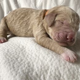 Feyre - Cream female Labradoodle puppy in Watertown, Tennessee from PawfectBud