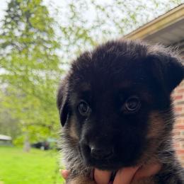 Calypso - Black and red female German Shepherd puppy in Harvard, Illinois from Aus Dem Meer German Shepherds