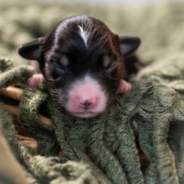 Asiago - Black tri male Miniature American Shepherd puppy in Groesbeck, Texas from Empire Miniature American Shepherds