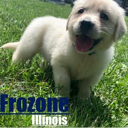 Golden Retriever Puppies from Nina's Golden hour