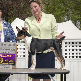Beam - Rat Terrier