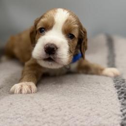 Yoshi blue male - Red male Cocker Spaniel puppy in Howe, Indiana from A&J Kennel