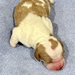Girl 2 - Orange and white female Brittany puppy in Claxton, Georgia from Bull Creek Kennels