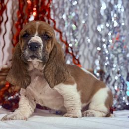 Nessa - Mahogany and white female Basset Hound puppy in Springfield, Missouri from Baylee’s Bassets