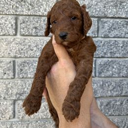 Poodle Puppies from Sunshine Pups