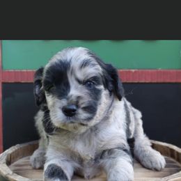 Aussiedoodle Puppies from Johnson’s Highland Pride Aussiedoodles