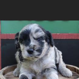Aussiedoodle Puppies from Johnson’s Highland Pride Aussiedoodles