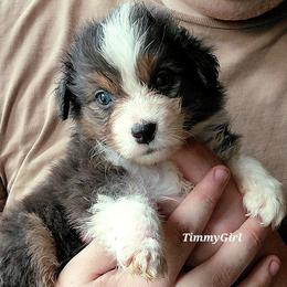 TIMMYGIRL - Black tri-color female Australian Shepherd puppy in Elk Creek, Missouri from Hearts on Fire Australian Shepherds