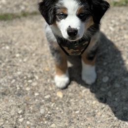 Miniature Australian Shepherd Puppies from Dusty Dogs Miniature Australian Shepherds