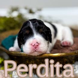 Pink Collar - Black and chalk female Australian Labradoodle puppy in Decatur, Alabama from Southern Meadows Doodles