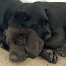 Labrador Retriever Puppies from Mayfield Farm