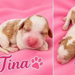 Tina - Parti female Poodle puppy in Cleburne, Texas from Lone Star Standard Poodles LLC