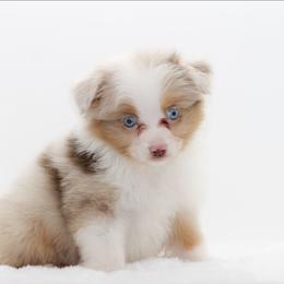 Girl 2 - Red merle female Miniature American Shepherd puppy in Childress, Texas from Taylor Farms