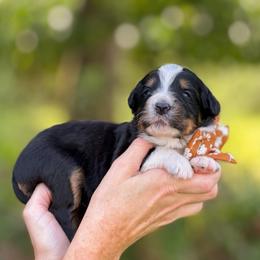Wheezie - Tri-color female Bernedoodle puppy in Bellville, Ohio from Bernedoodle Buddies