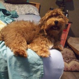 Frank - Havanese