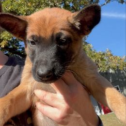 Yellow collar - Fawn female Belgian Malinois puppy in Kelley, Iowa from Midwest Malinois