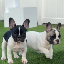 People - White and fawn male French Bulldog puppy in Port St. Lucie, Florida from Beyond Blessed Breeding