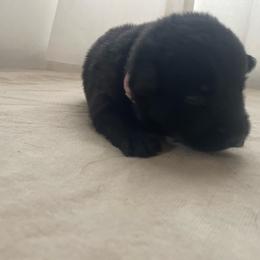 Peach Girl - Black female German Shepherd puppy in Wayne, Maine from Copper Hill German Shepherds