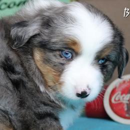 Boy 3 - Blue merle male Miniature Australian Shepherd puppy in Elgin, Oregon from LongMile Aussies