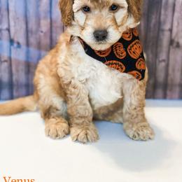 Goldendoodle Puppies from Zink Doodles