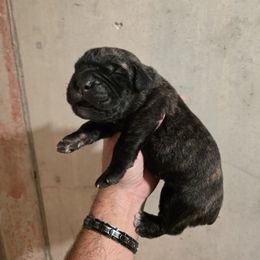 Boy 4 - Black brindle male Cane Corso puppy in Vernal, Utah from Diamond Ridge Cane Corsos
