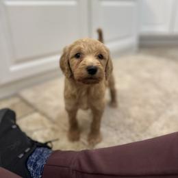 Snoopy - Apricot female Goldendoodle puppy in Quitman, Texas from Wright Doodles