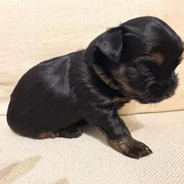 Light green collar - Black and tan male Yorkshire Terrier puppy in Dallas, North Carolina from Yorkie Fever