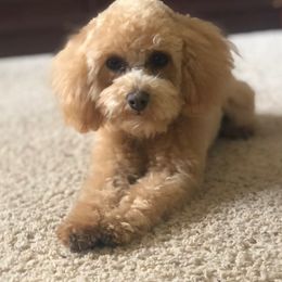 Cece - Poodle