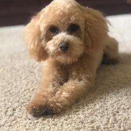 Cece - Poodle