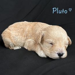 Pluto - Buff and white male Cockapoo puppy in Mayville, Michigan from Kathy Maize