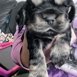 Cocker Spaniel Puppies from Southern Family Kennel